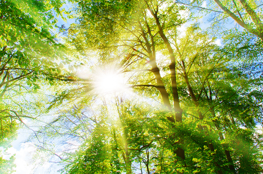 Federal-Climate-Change-report-sunny-forest