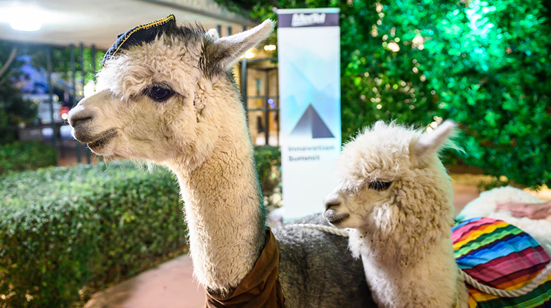 MetTel Innovation Summit 2020 Alpacas